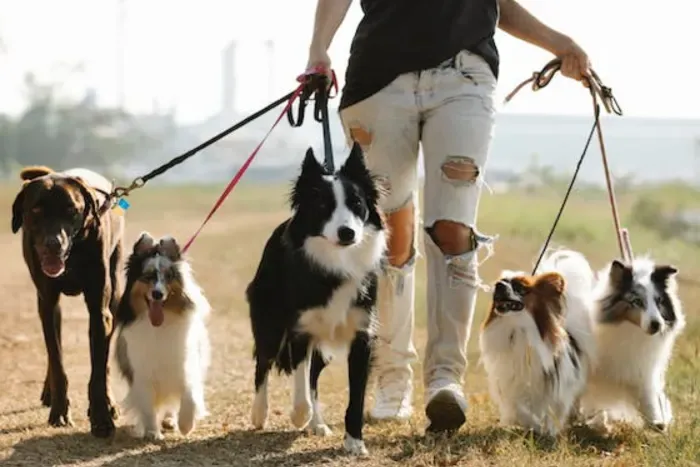 A person walking 5 individual dogs on leashes.