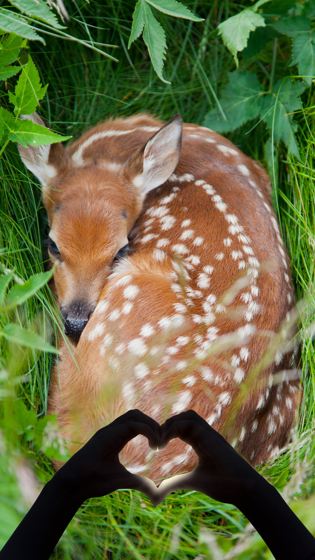 Heart hands over a fawn laying in green grass.